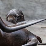 kleine Robbe im Zoo Wien