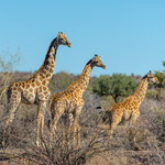 Norbert Holl - Namibia