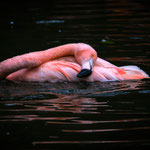 Ring Michael - Flamingo