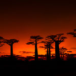Karl Schruf - Madagaskar Baobab-Allee