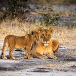 Karl Schruf - Botswana-Khwai-NP