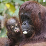 Brigitte Kaar - Indonesien - Orang Utan