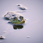 Michael Ring - Frosch
