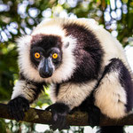Karl Schruf - Madagaskar Palmarium NP