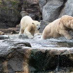 Badespaß im Zoo Wien