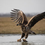 Gabriela Brandstötter - Seeadler bei der Futtersuche