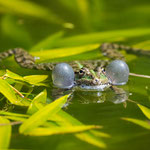 Karl Baumgartner - Teichfrosch