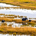 Karl Schruf - Botswana-Chobe NP