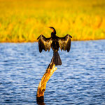 Karl Schruf - Botswana-Chobe River