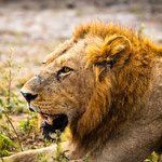 Karl Schruf - Botswana-Moremi-NP