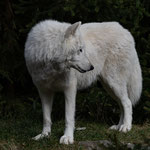 Gabriela Brandstötter - Polarwolf