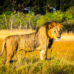 Karl Schruf - Botswana-Khwai-NP