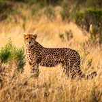 Karl Schruf - Botswana-Moremi-NP