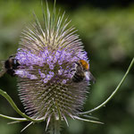 Karl Baumgartner - Wilde Karde mit Ackerhummel