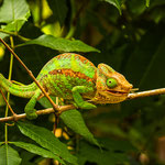 Karl Schruf - Madagaskar Peyreiras