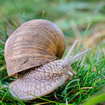 Michael Ring - Weinbergschnecke