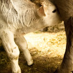 Muttermilch