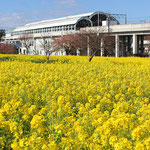 1-1-8.川和町駅と菜の花畑