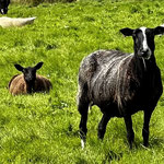 Mule cross-breed