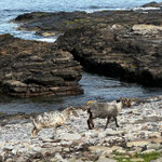 North Ronaldsay sheep on the foreshore