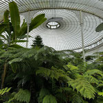 Inside the main glass house of the Glasgow Botanic Gardens