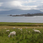 The Wild Fibers Tour group met with the shepherd of these sheep grazing on Iona