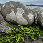 Lichen covered rock wall, Canna, Scotland