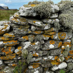 Moss and lichen covered stone wall on the Isle of Papa Westray