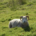 Shetland tup (ram)