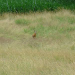 Reh mit Kitz nebenan auf der Wiese