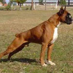 APOLO BOXER DEL EURO