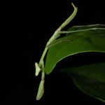 Oxyopsis peruviana