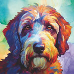 Labradoodle