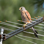 Turmfalke Foto von Peter Krause