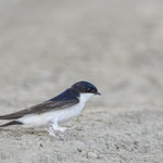 Mehlschwalbe Foto von Michael Morasch