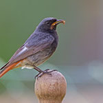 Hausrotschwanz Foto von Erich Obster