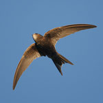 Mauersegler Foto von Tunka Zdenek