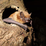 Grosser Abendsegler Foto von Dr. Andreas Zahn