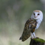 Schleiereule Foto von Michael Morasch