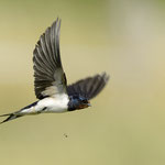 Rauchschwalbe Foto von Michael Morasch