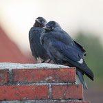 Dohlen Foto von Wolfgang Bock