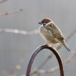 Feldsperling Foto von Wolfgang Bock