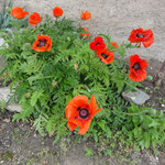 Sommerblumen
