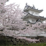 津城跡と桜