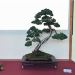 45 Juniperus chinensis - Bonsai Blu