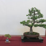 19 Biancospino - Bonsai Club Martesana