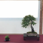 46 Prunus - Bonsai Blu