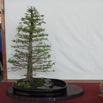 53 Taxodium Distichum - Arte Bonsai Club Novara