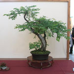 50 Robinia pseudoacacia - Brianza Bonsai