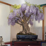 38 Glicine - Bonsai Club Somma